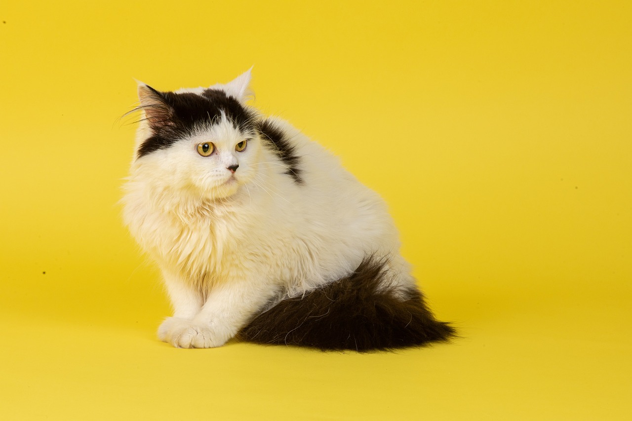 The Best Cat Breeds for Less Grooming